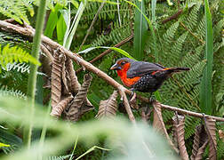 Western Bluebill