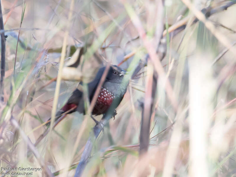 Dusky Twinspotadult, close-up portrait