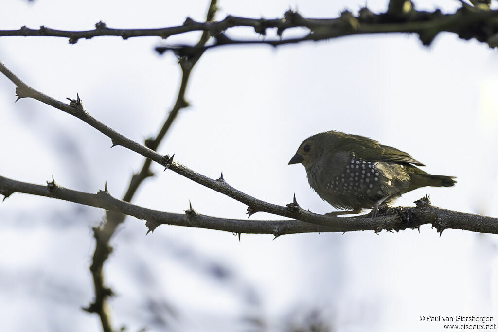 Green Twinspot female adult