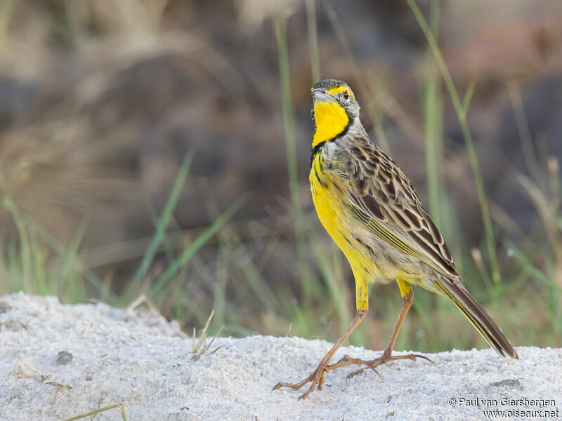 Yellow-throated Longclaw