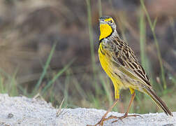 Yellow-throated Longclaw