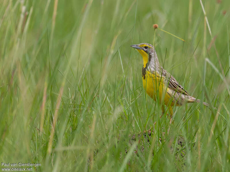 Yellow-throated Longclaw