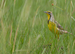 Yellow-throated Longclaw