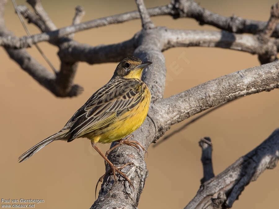 Yellow-throated Longclawimmature