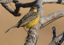 Yellow-throated Longclaw