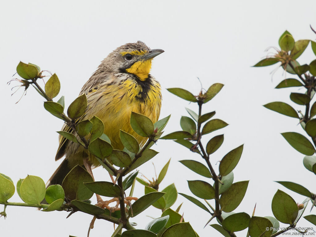 Yellow-throated Longclawadult