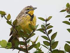 Yellow-throated Longclaw