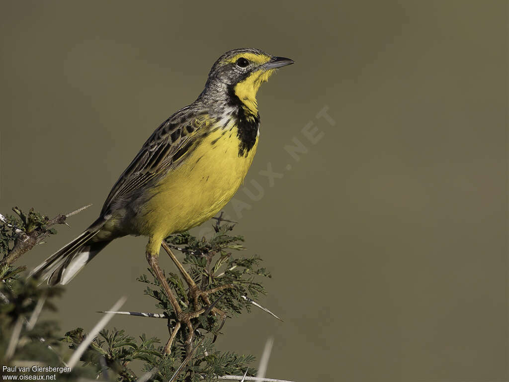 Yellow-throated Longclawadult