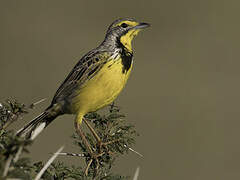 Yellow-throated Longclaw