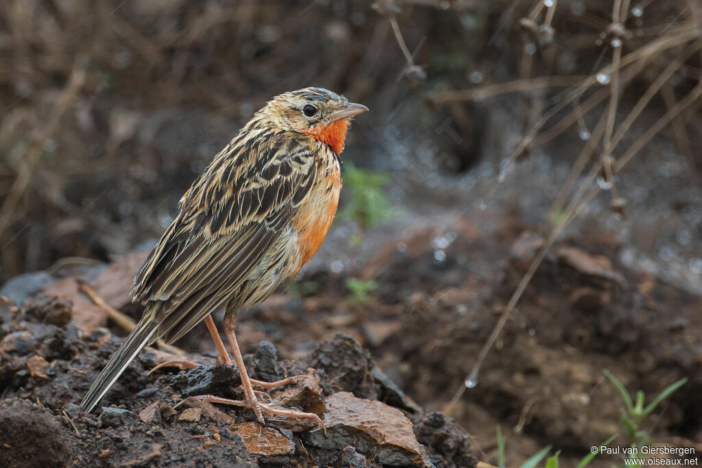 Rosy-throated Longclawimmature