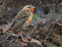 Rosy-throated Longclaw