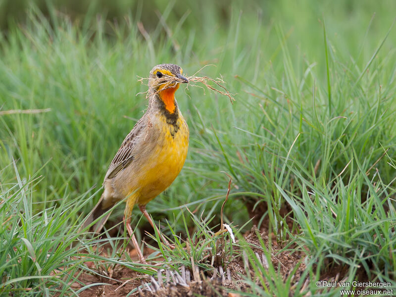 Cape Longclawadult