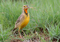 Cape Longclaw