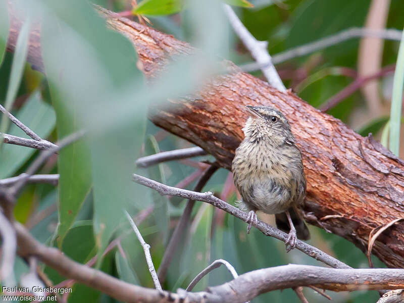 Chestnut-rumped Heathwrenadult