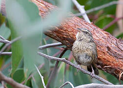 Chestnut-rumped Heathwren