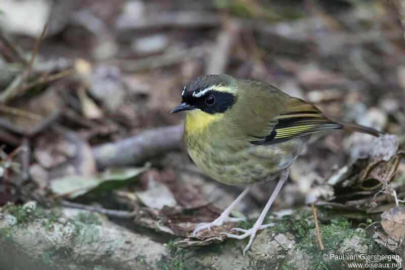 Yellow-throated Scrubwrenadult