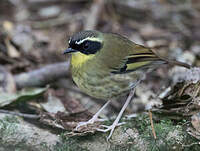 Séricorne à gorge jaune