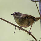 Séricorne à sourcils blancs