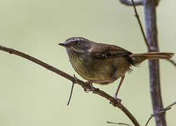 White-browed Scrubwren