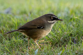 White-browed Scrubwren