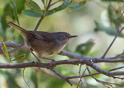 Tasmanian Scrubwren