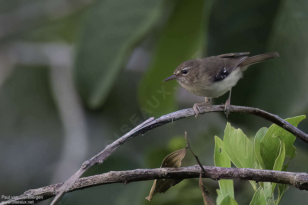 Tropical Scrubwrenadult, identification