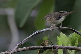 Tropical Scrubwren