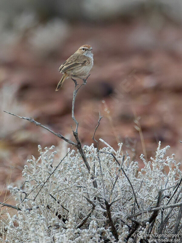 Rufous Fieldwren