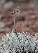 Rufous Fieldwren