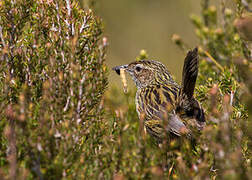 Striated Fieldwren