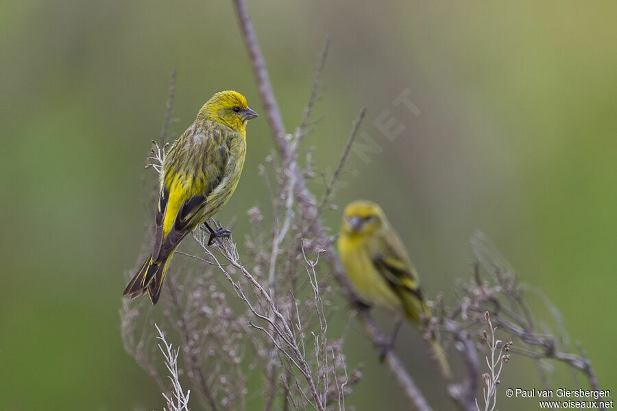 Serin à calotte jauneadulte