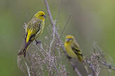 Serin à calotte jaune