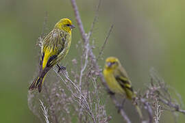 Yellow-crowned Canary