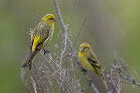 Serin à calotte jaune