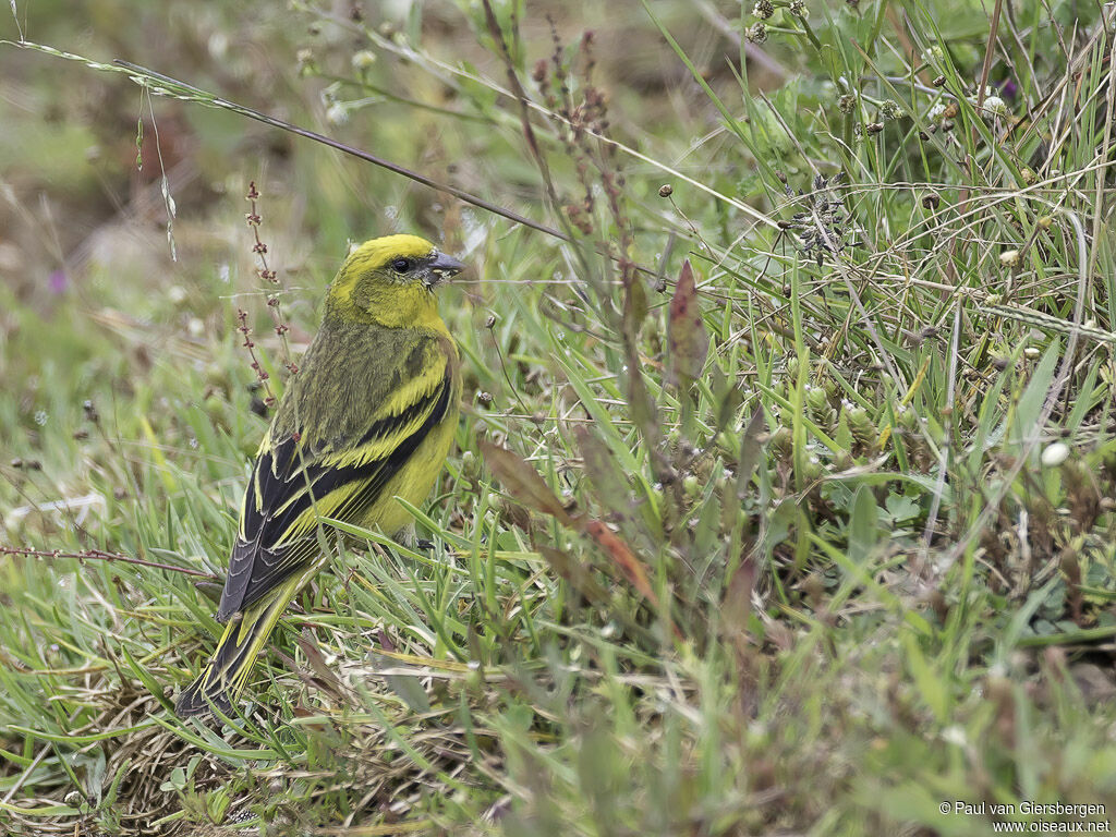 Yellow-crowned Canaryadult