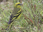 Serin à calotte jaune