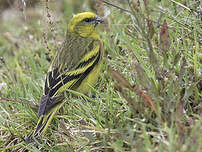 Serin à calotte jaune