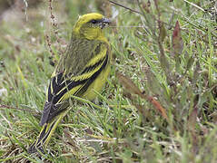 Yellow-crowned Canary
