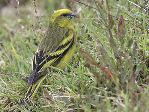 Serin à calotte jaune