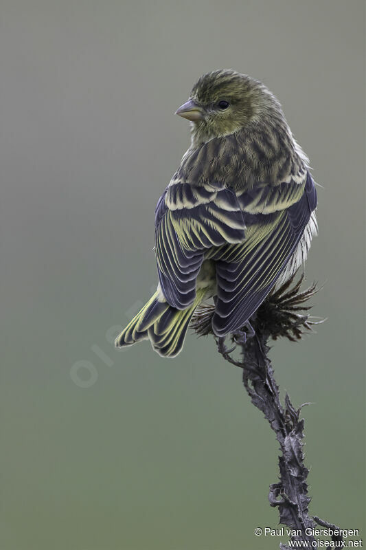 Serin à calotte jaune femelle adulte