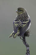 Serin à calotte jaune