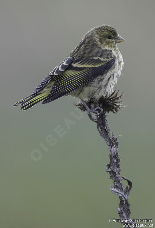 Serin à calotte jaune femelle adulte