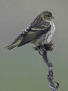 Serin à calotte jaune