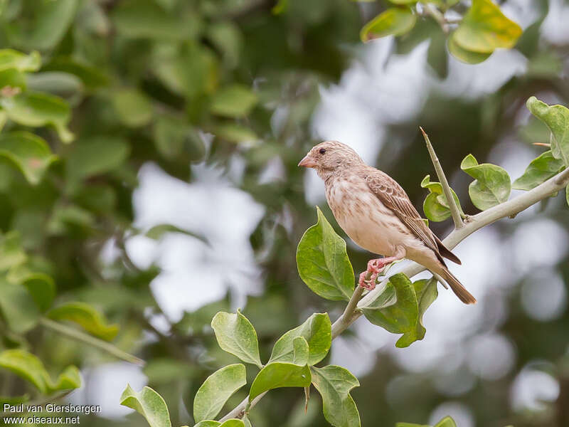 White-rumped Seedeater, identification