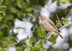 Serin à croupion blanc