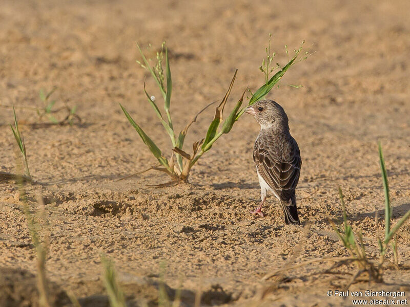 White-rumped Seedeater