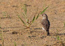 White-rumped Seedeater