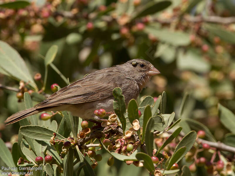 Serin à croupion jauneadulte, identification