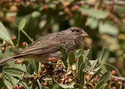 Yellow-rumped Seedeater