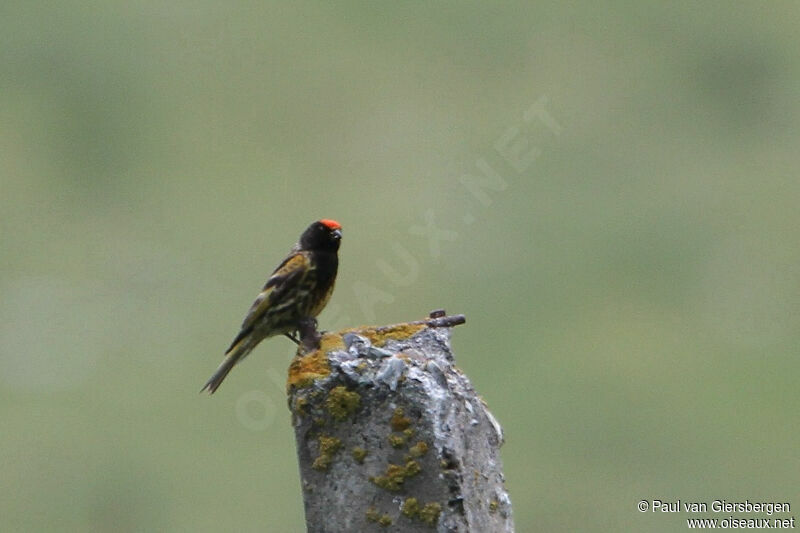 Red-fronted Serinadult